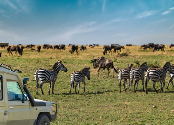 Tanzania Safaris